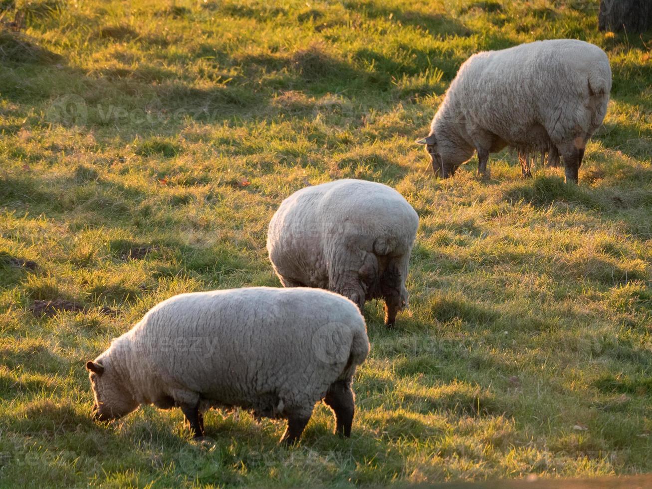 fåren i Westfalen foto