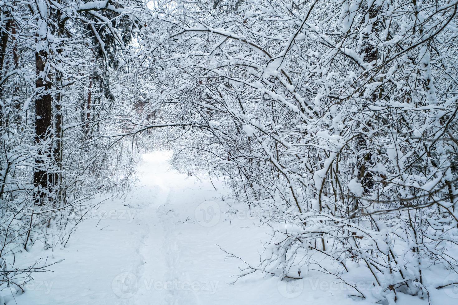 vinter- tall träd skog täckt med snö. skön vinter- panorama på snöfall foto