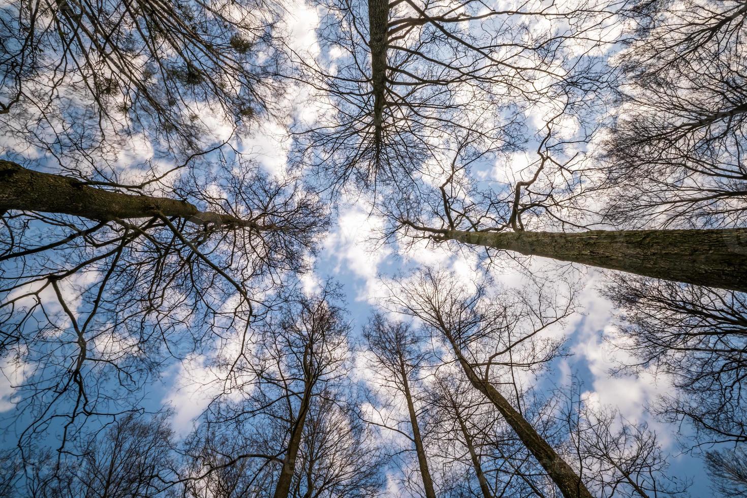 träd blast mot blå himmel. bar träd grenar foto