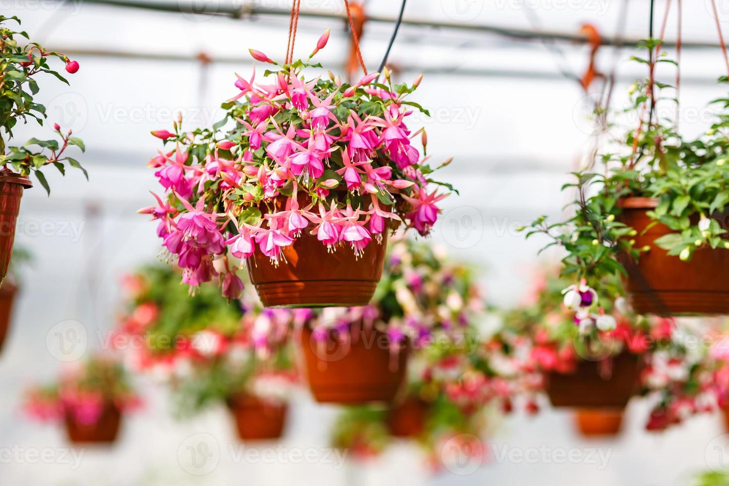 rader av ung blommor i växthus med en massa av inomhus- växter på plantage foto