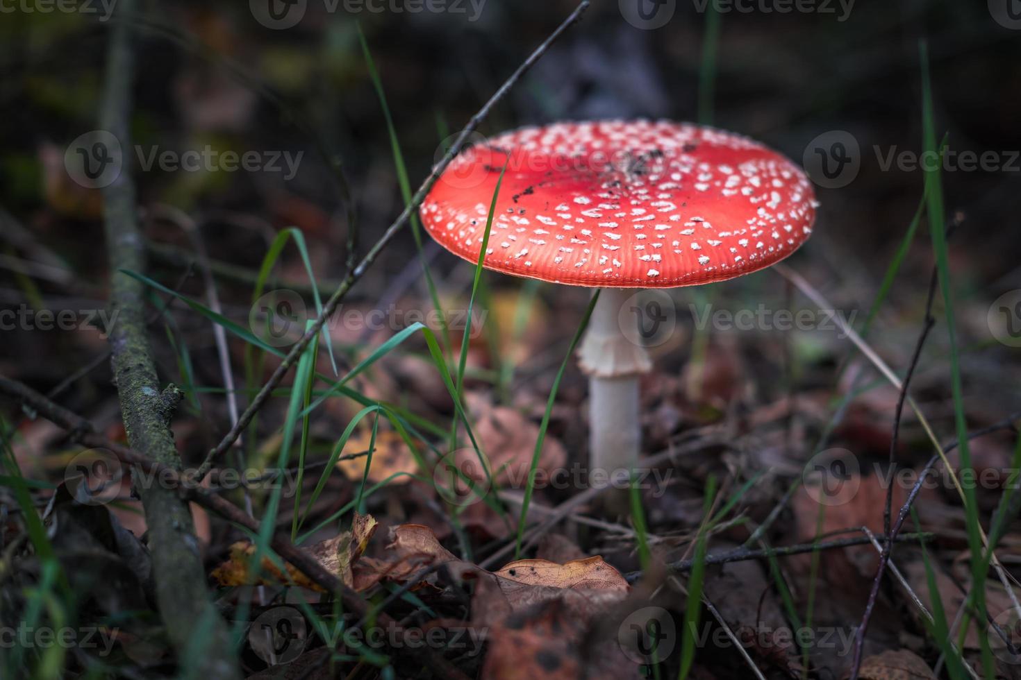 amanita muscari. giftig och hallucinogen vacker rödhårig svampflugsvamp i gräs på höstskogsbakgrund. källan till det psykoaktiva läkemedlet muskarin foto