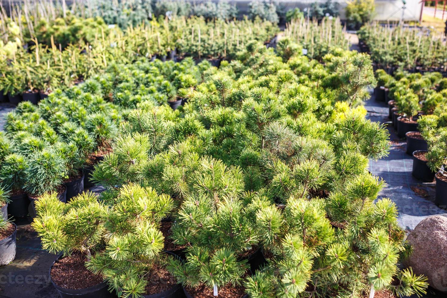 rader av unga barrträd i växthus med många växter på plantage foto