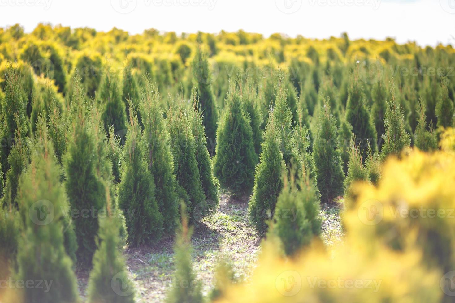 rader av unga barrträd i växthus med många växter på plantage foto