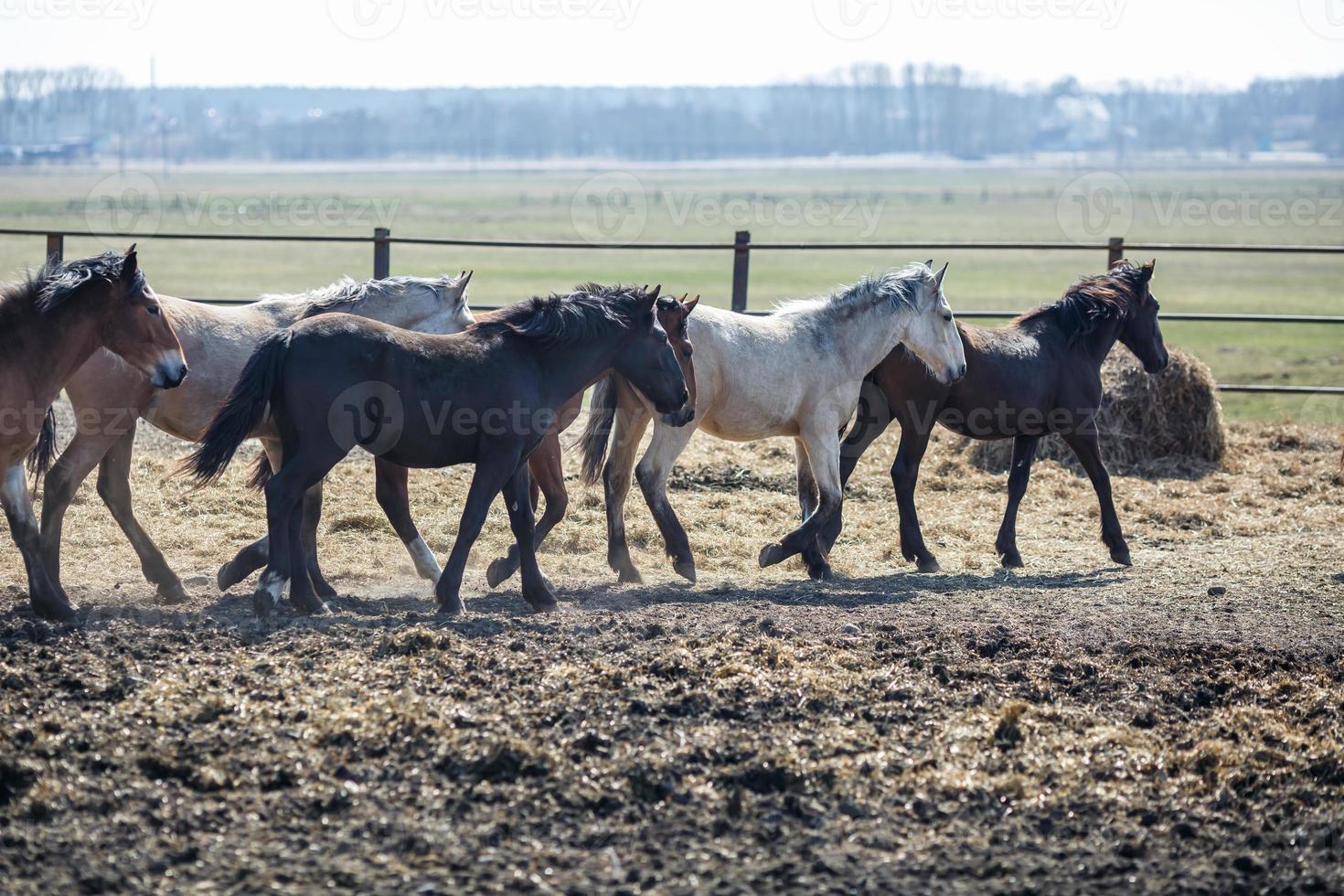 stor flock hästar på fältet. vitryska draghästrasen. symbol för frihet och oberoende foto