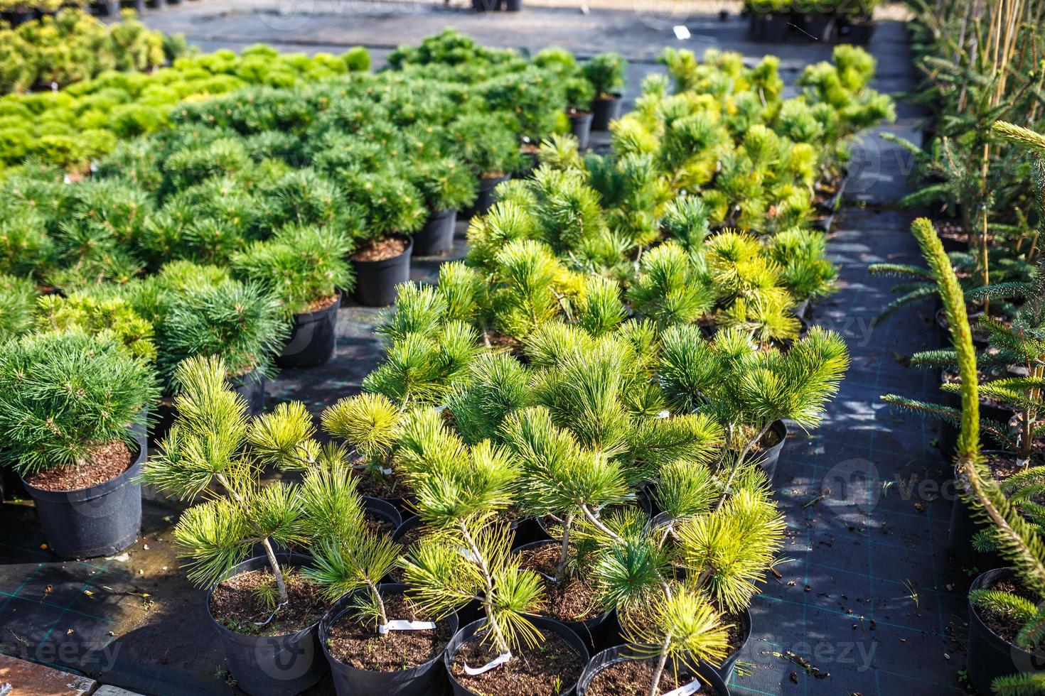 rader av unga barrträd i växthus med många växter på plantage foto