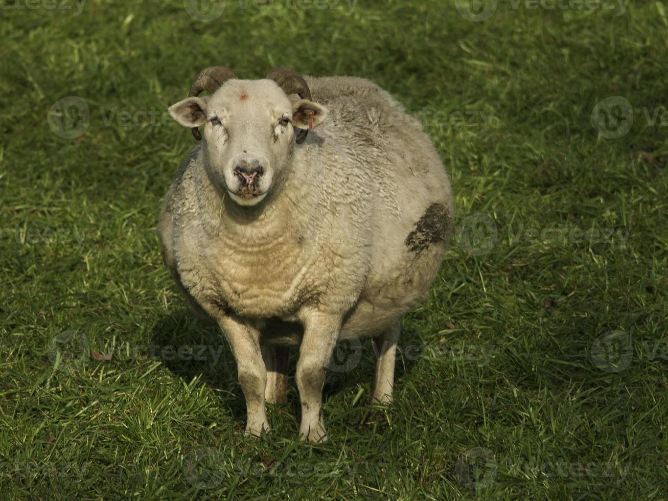 lamm och fåren i Westfalen foto