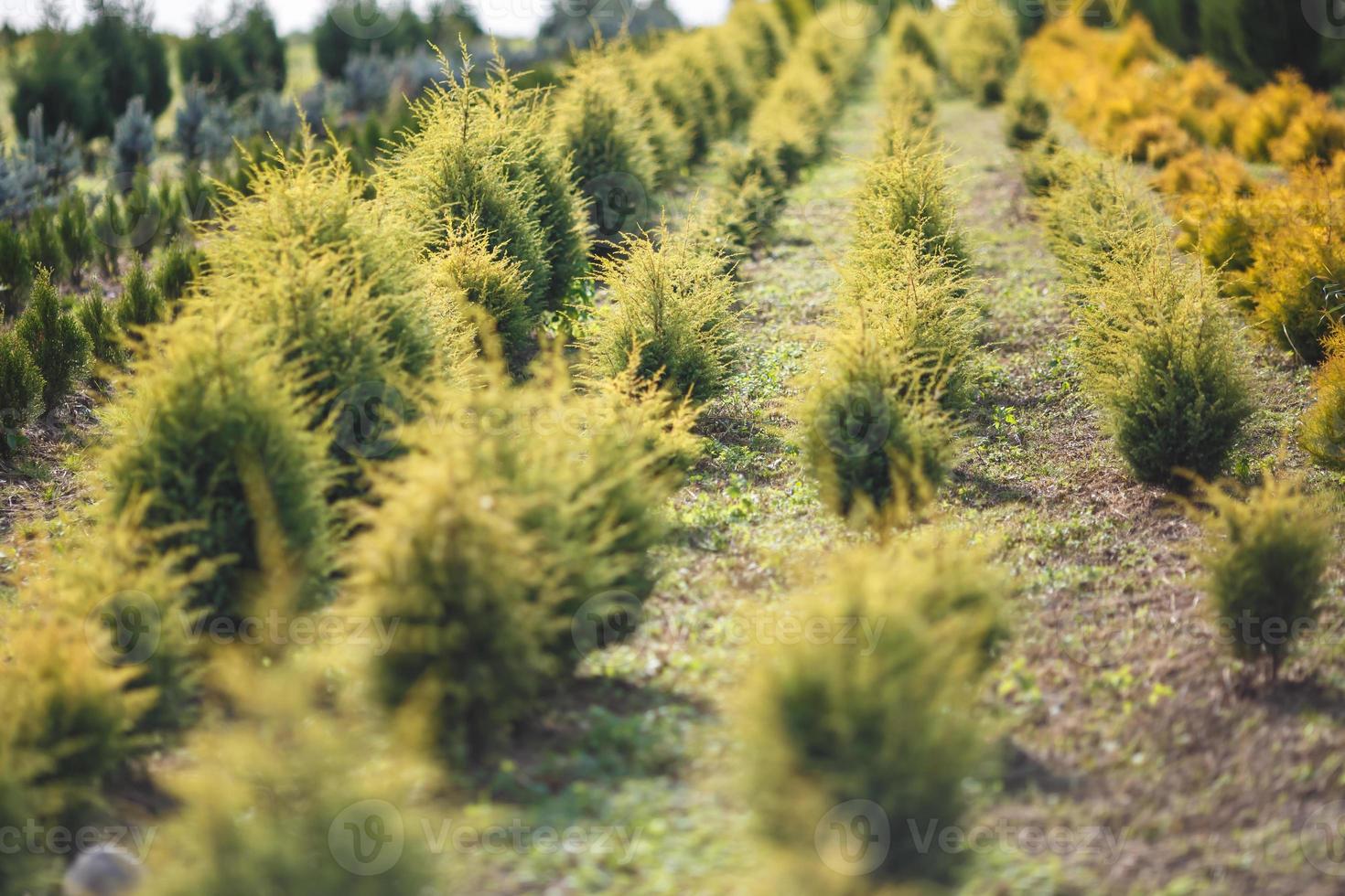 rader av unga barrträd i växthus med många växter på plantage foto