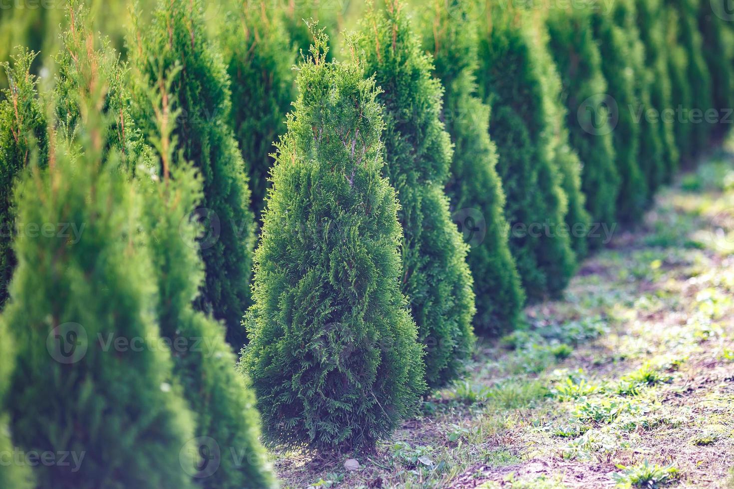 rader av unga barrträd i växthus med många växter på plantage foto