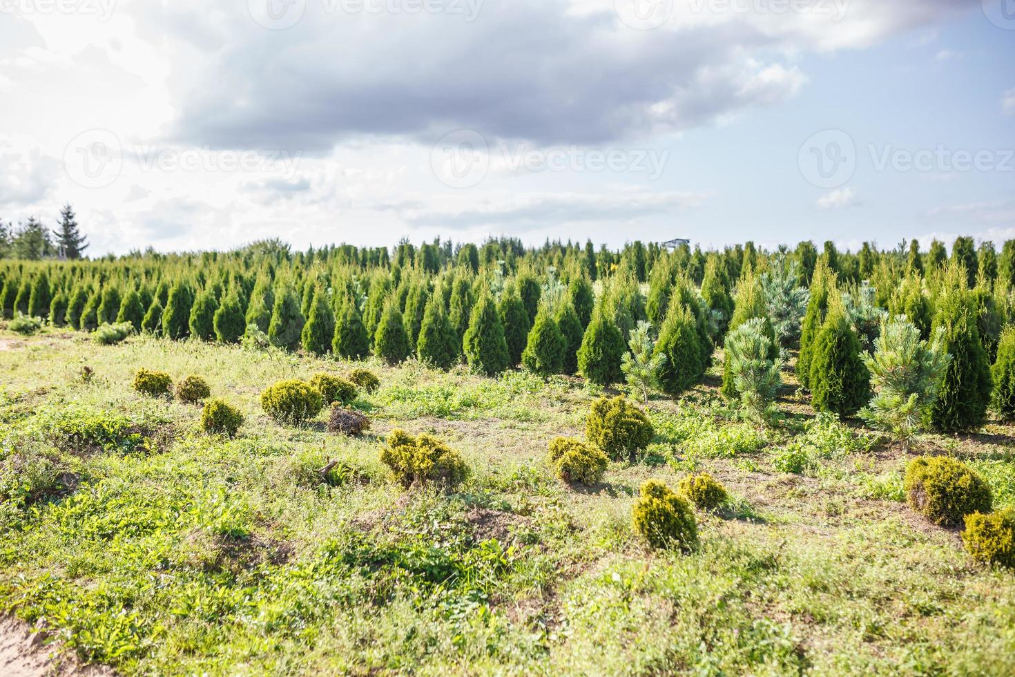 rader av unga barrträd i växthus med många växter på plantage foto