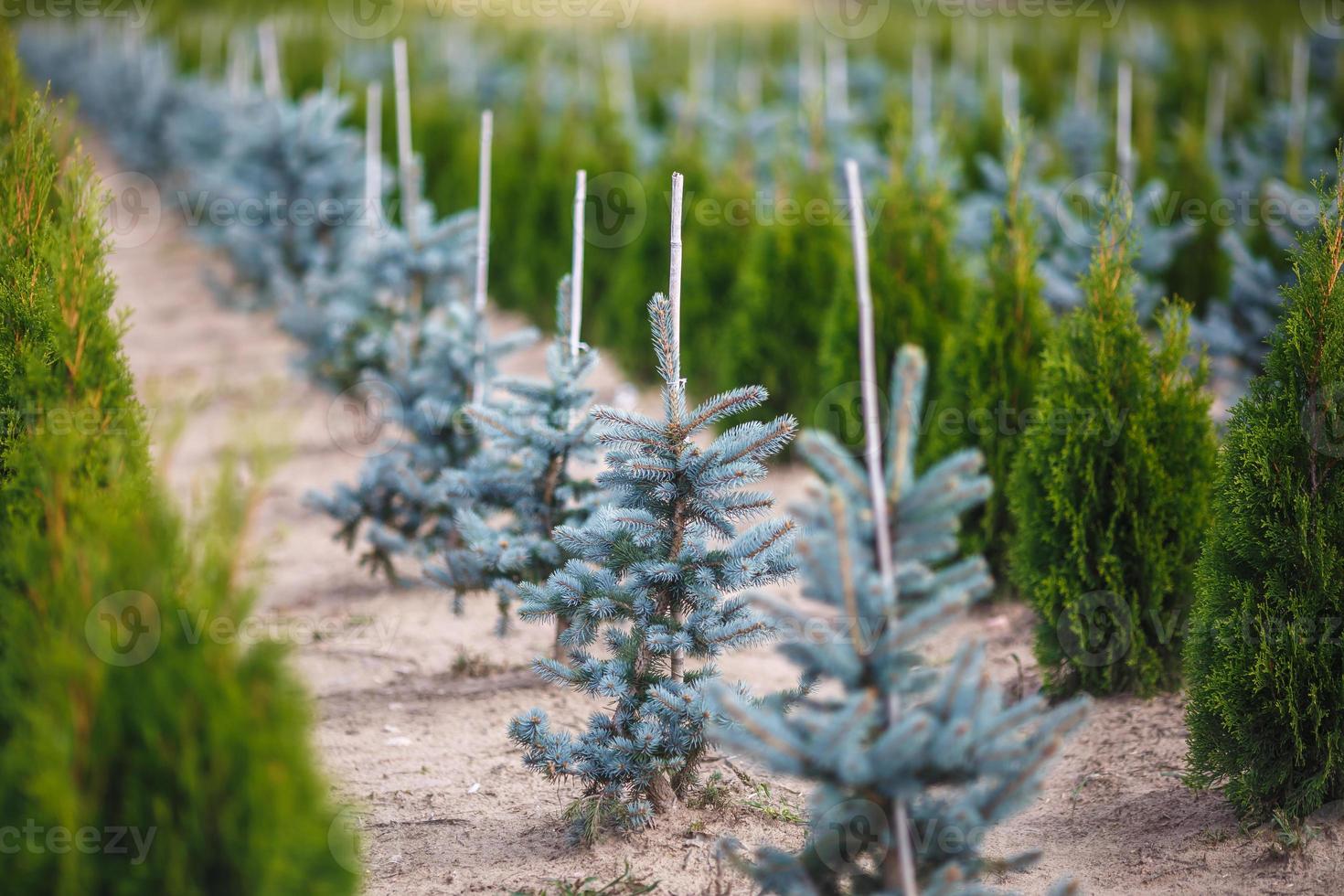 rader av unga barrträd i växthus med många växter på plantage foto