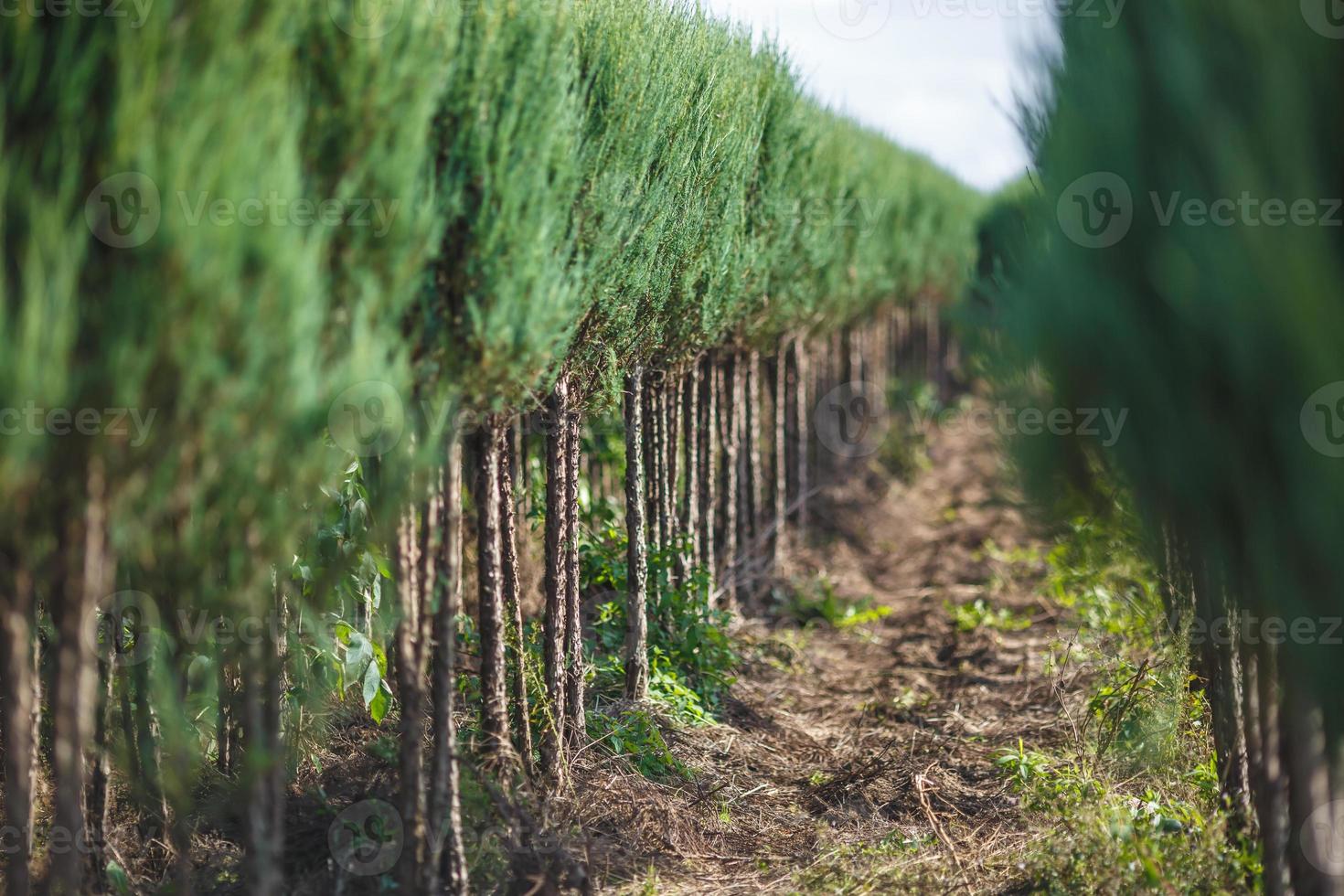 plantage av ung barrträd i växthus med en massa av växter foto