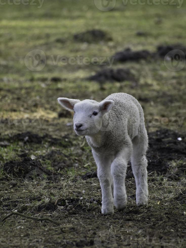 lamm och fåren i Westfalen foto