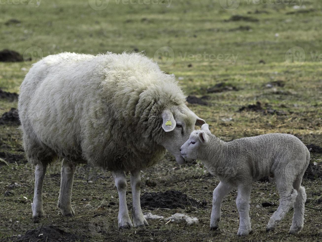 lamm och fåren i Westfalen foto