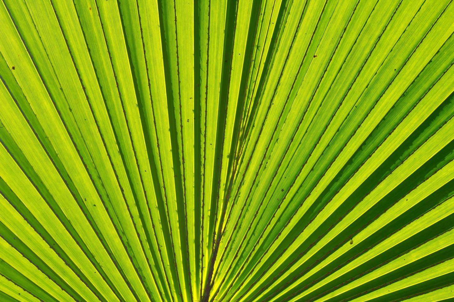 palmblad bakgrund foto