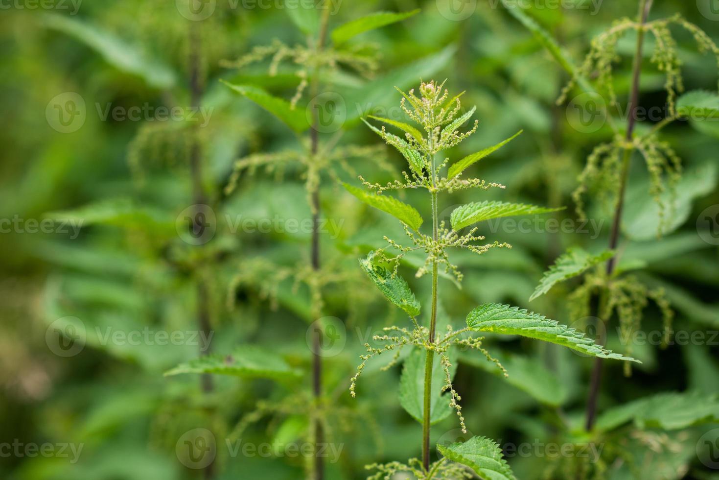 nässla naturlig bakgrund foto