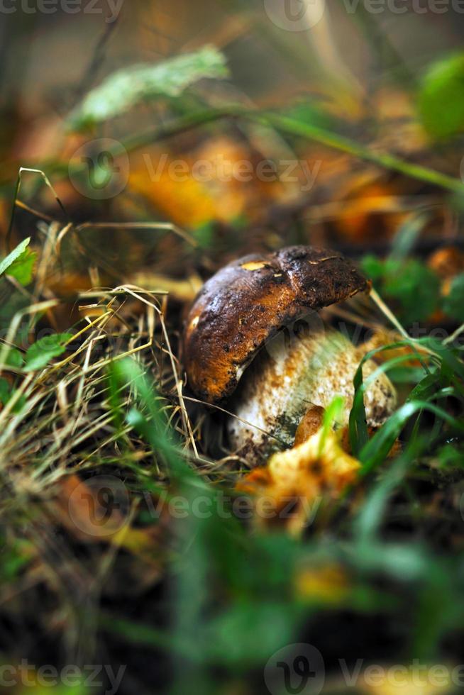 färsk svamp mat utomhus- i natur foto