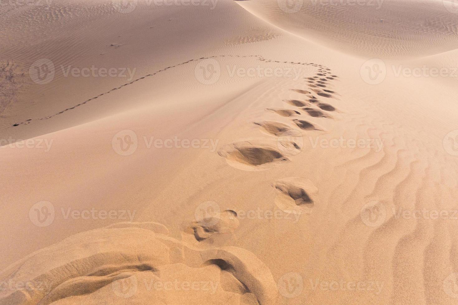 Sahara öknen foto