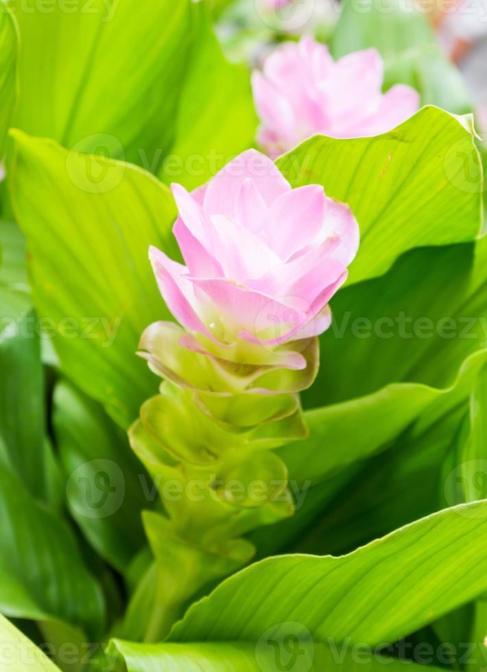 siam tulpanblomma eller curcuma alismatifolia foto