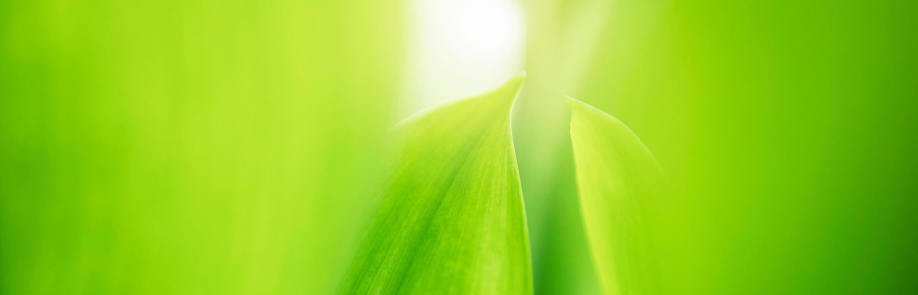 natur av grön blad. miljö ekologi grönska tapet foto