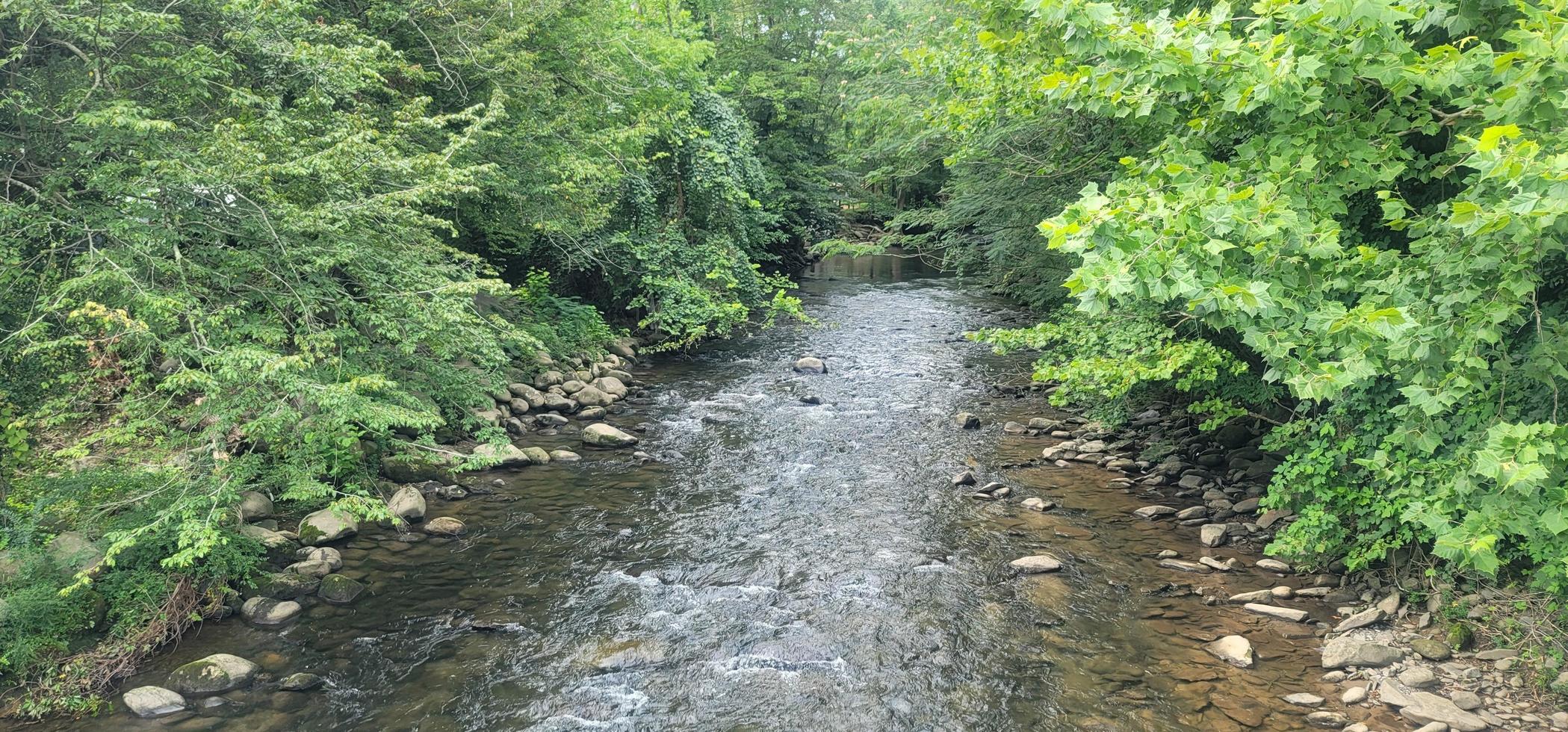 ström i tennessee skog foto