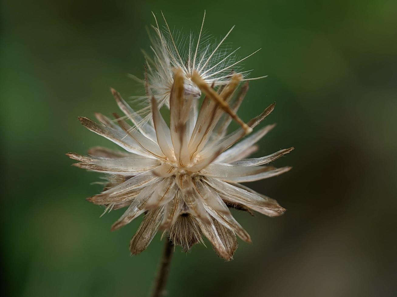 maskros utsäde, makro fotografi, extrem stänga upp foto