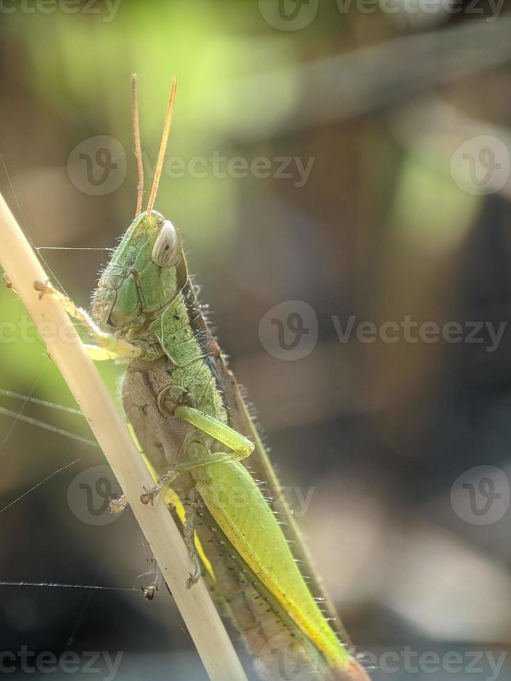 gräshoppa på kvist, makro fotografi, extrem stänga upp foto