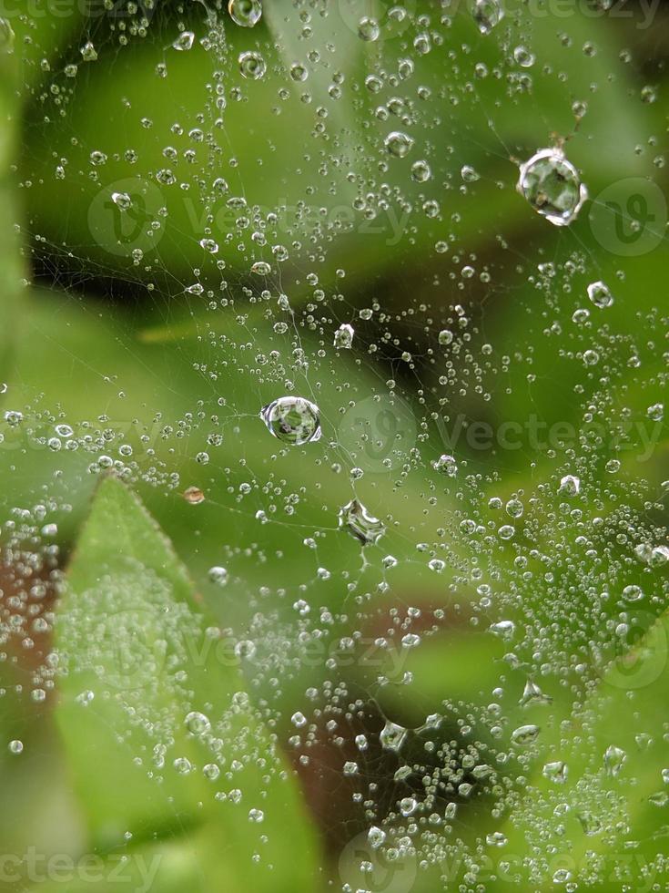 daggdroppar på Spindel webb i de morgon, makro fotografi, extrem stänga upp foto