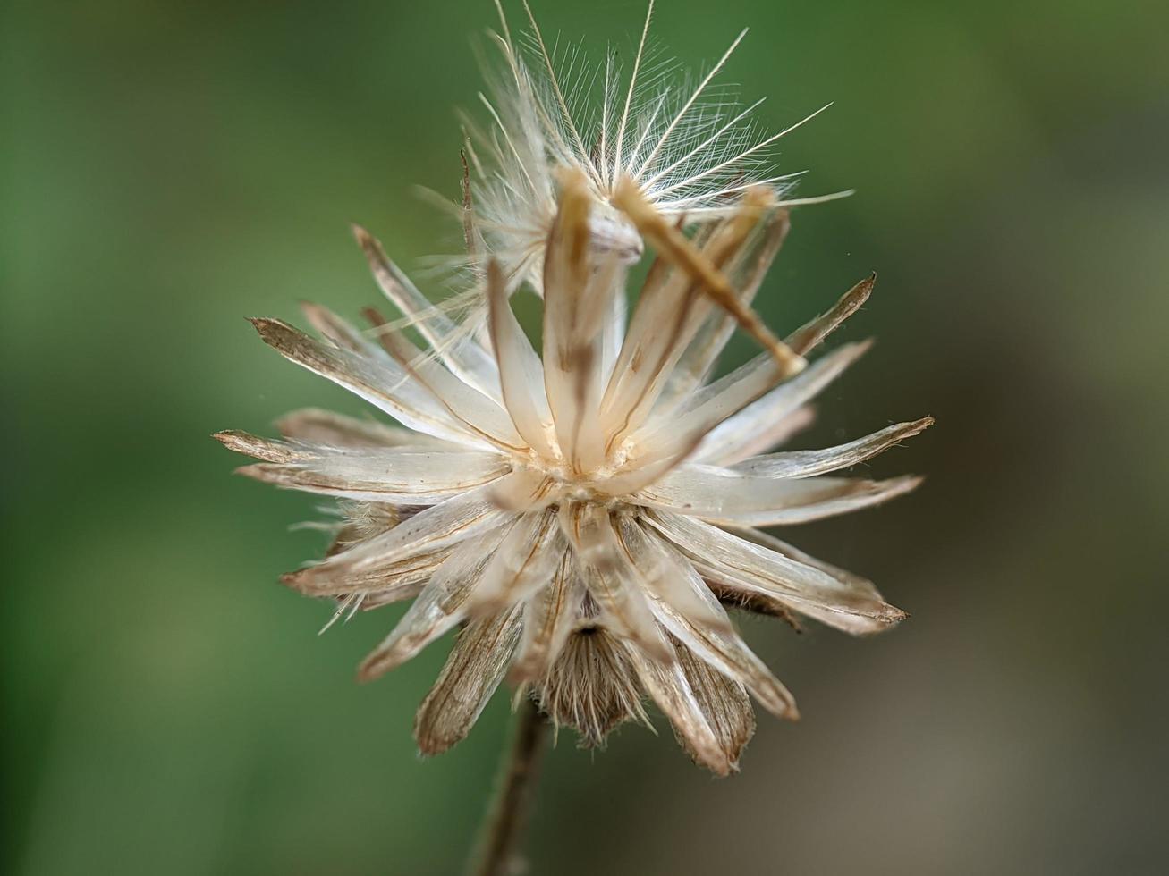 maskros utsäde, makro fotografi, extrem stänga upp foto