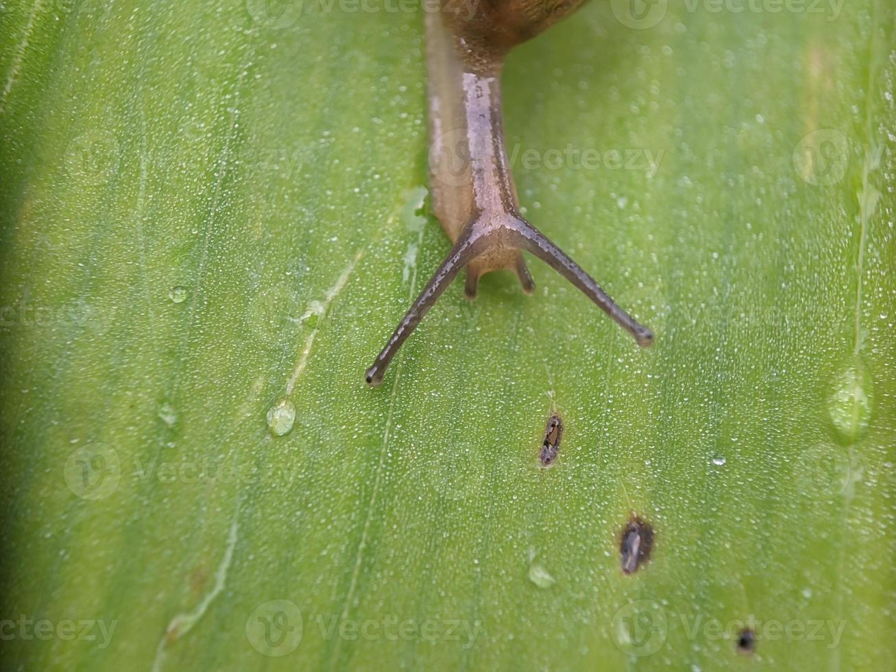 snigel på de blad, i de morgon, makro fotografi, extrem stänga upp foto