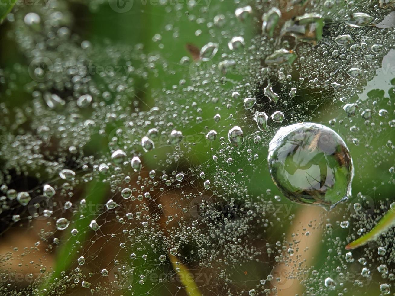 daggdroppar på Spindel webb i de morgon, makro fotografi, extrem stänga upp foto