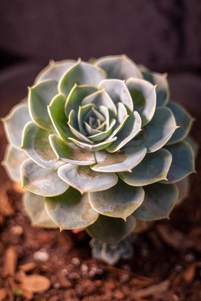 växt blomma reste sig och grön foto