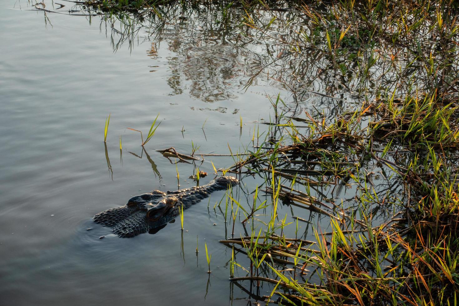 krokodil i en billabong foto