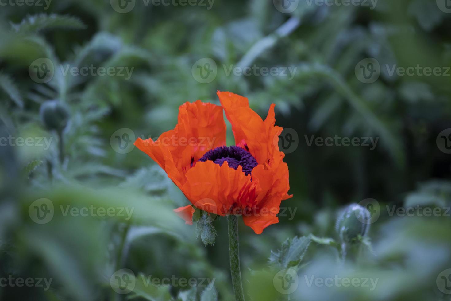 skön vallmo blomma på grön lövverk bakgrund. närbild Foto