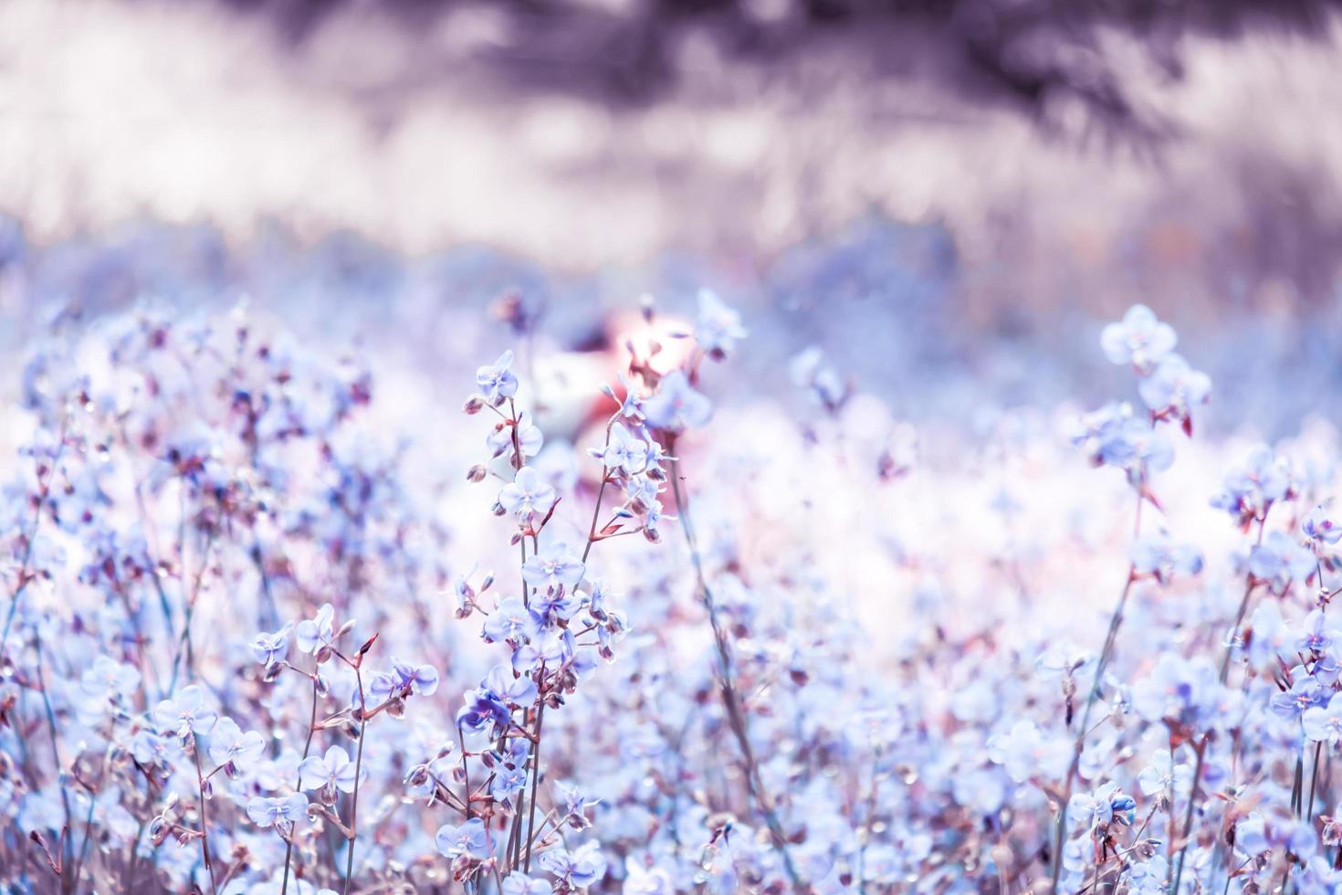 suddig, lila blomma blomma på fältet. vacker växt och blommor på ängen som blommar på morgonen, selektiv fokus natur på bokeh bakgrund, vintage stil foto