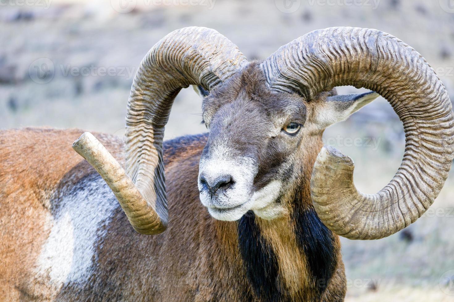 porträtt av mouflon får med horn foto