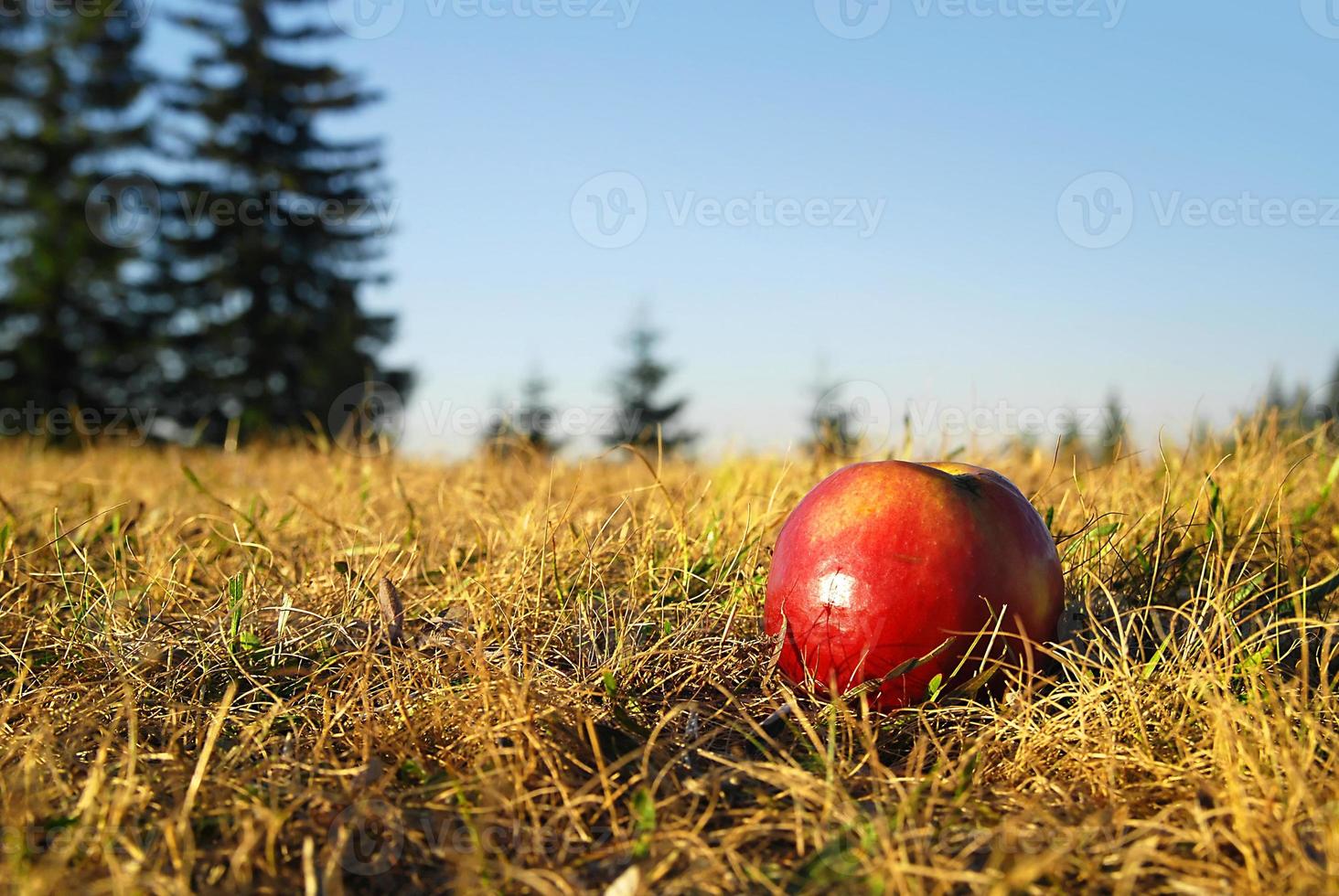 röd äpple i gräs foto