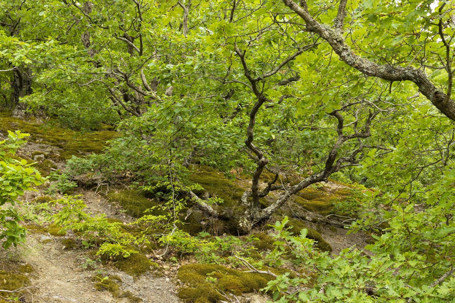 de dunig ek träd, quercus pubescens, växer i de höglandet. relik träd ek. foto
