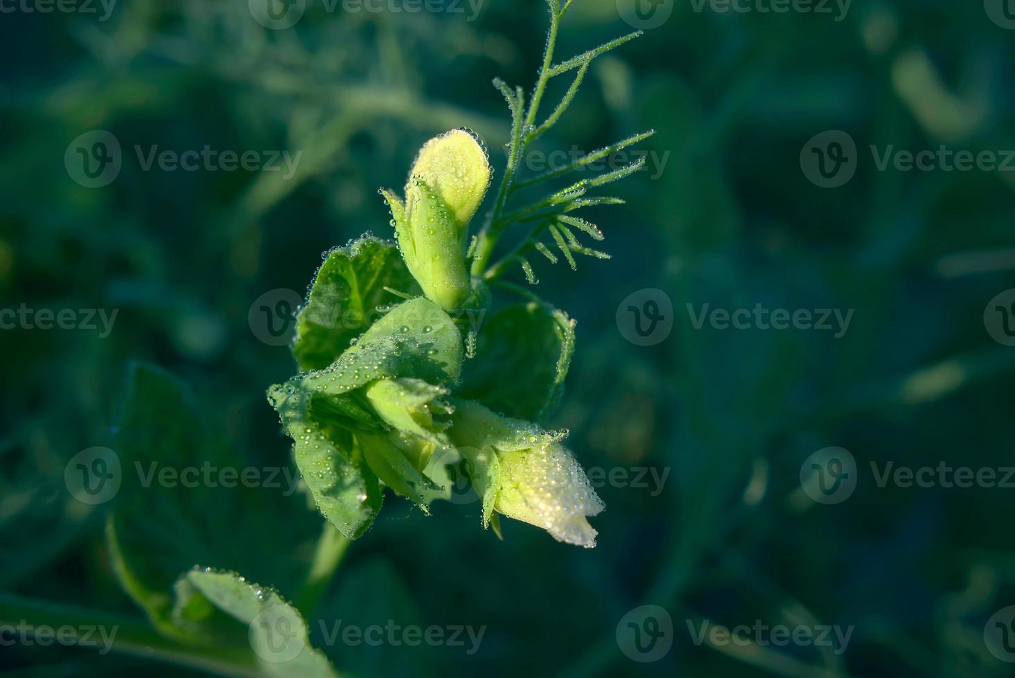 ärta vegetabiliska växt blommor med morgon- dagg, flora makro fotografi foto