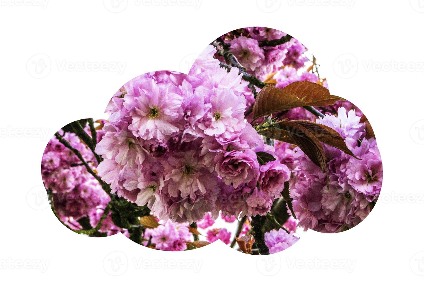 digital illustration blommor bakgrund foto