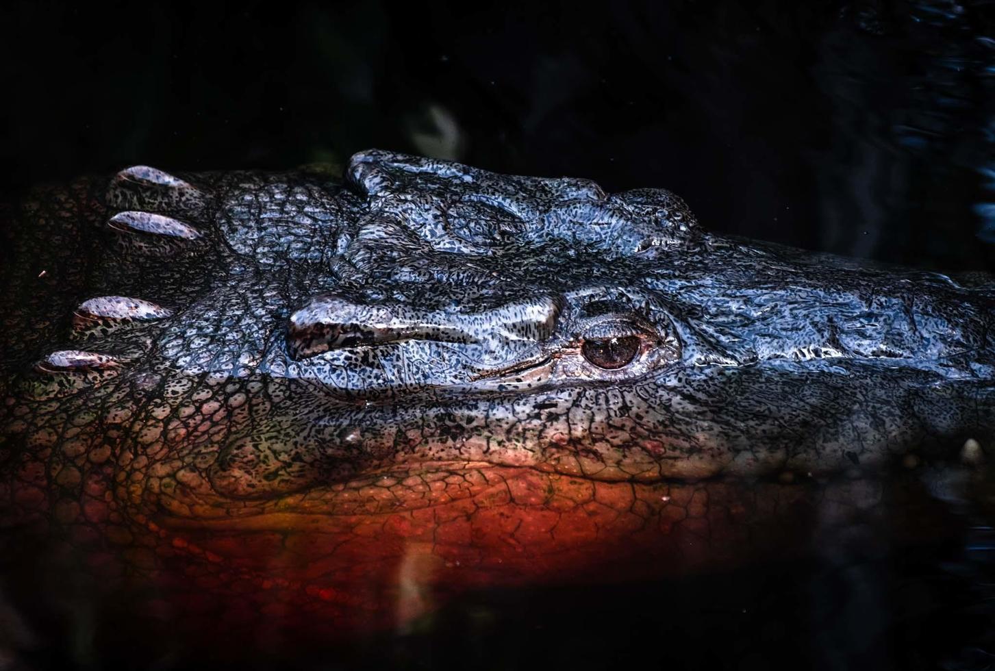 sub-sammanslagna krokodilhuvud över mörkt vatten foto