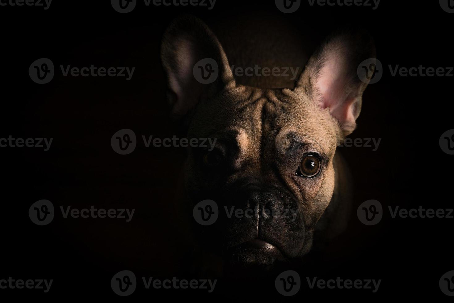 porträtt av en ung valp av franska bulldogg foto