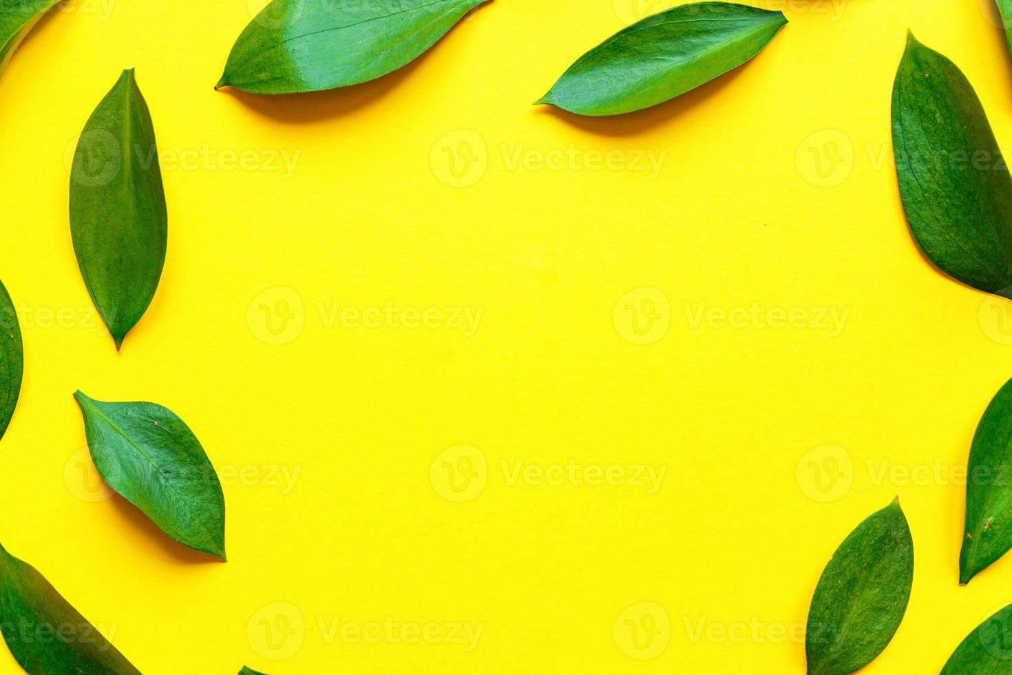 grön ruskus löv topp se ram med text Plats. dekorativ grönska gräns. färsk löv på gul bakgrund. exotisk lövverk, tropisk, regnskog växt bakgrund foto