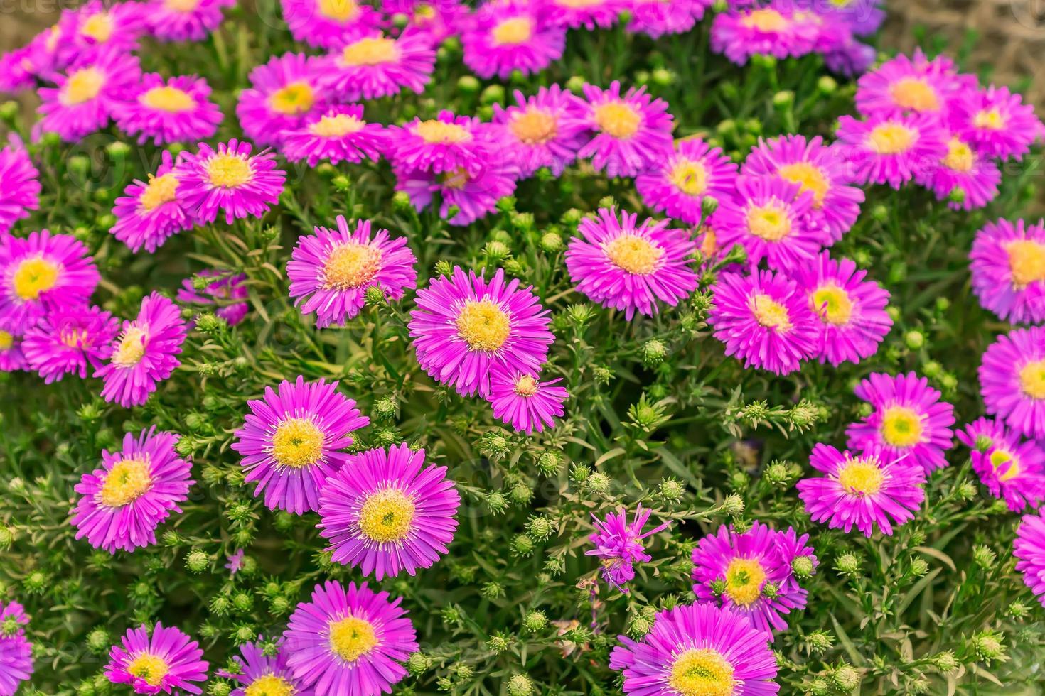 aster dumosus stänga upp. beautifu violett och gul blomning flovers i de trädgård foto