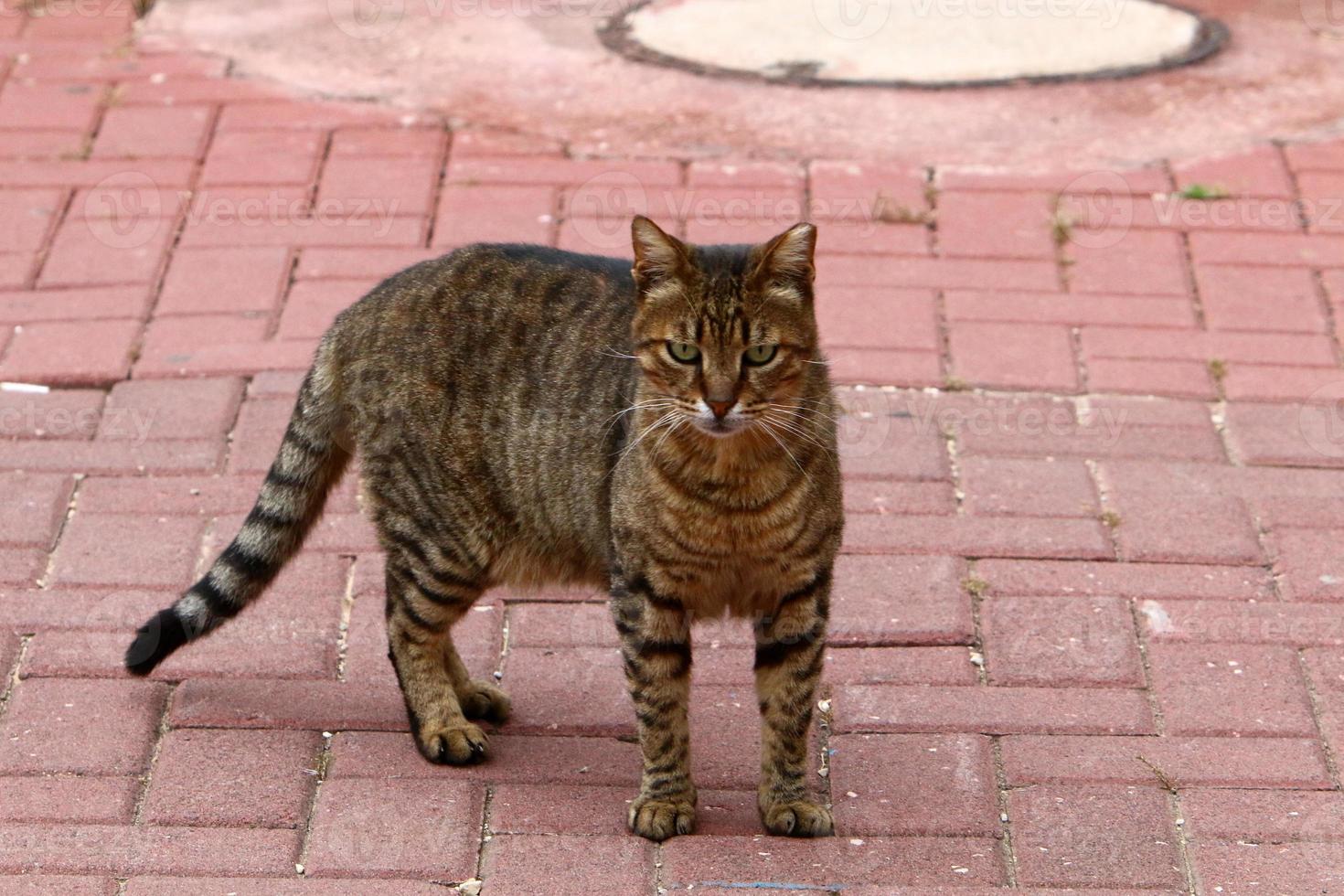 huskatten är ett däggdjur av kattfamiljen av köttätareordningen. foto