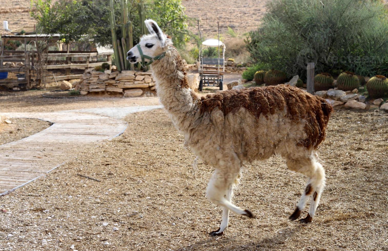 alpacas på en bruka i de negev öken. foto