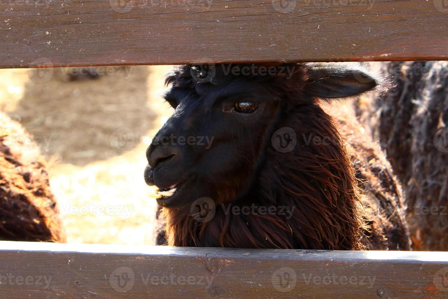 alpacas på en bruka i de negev öken. foto