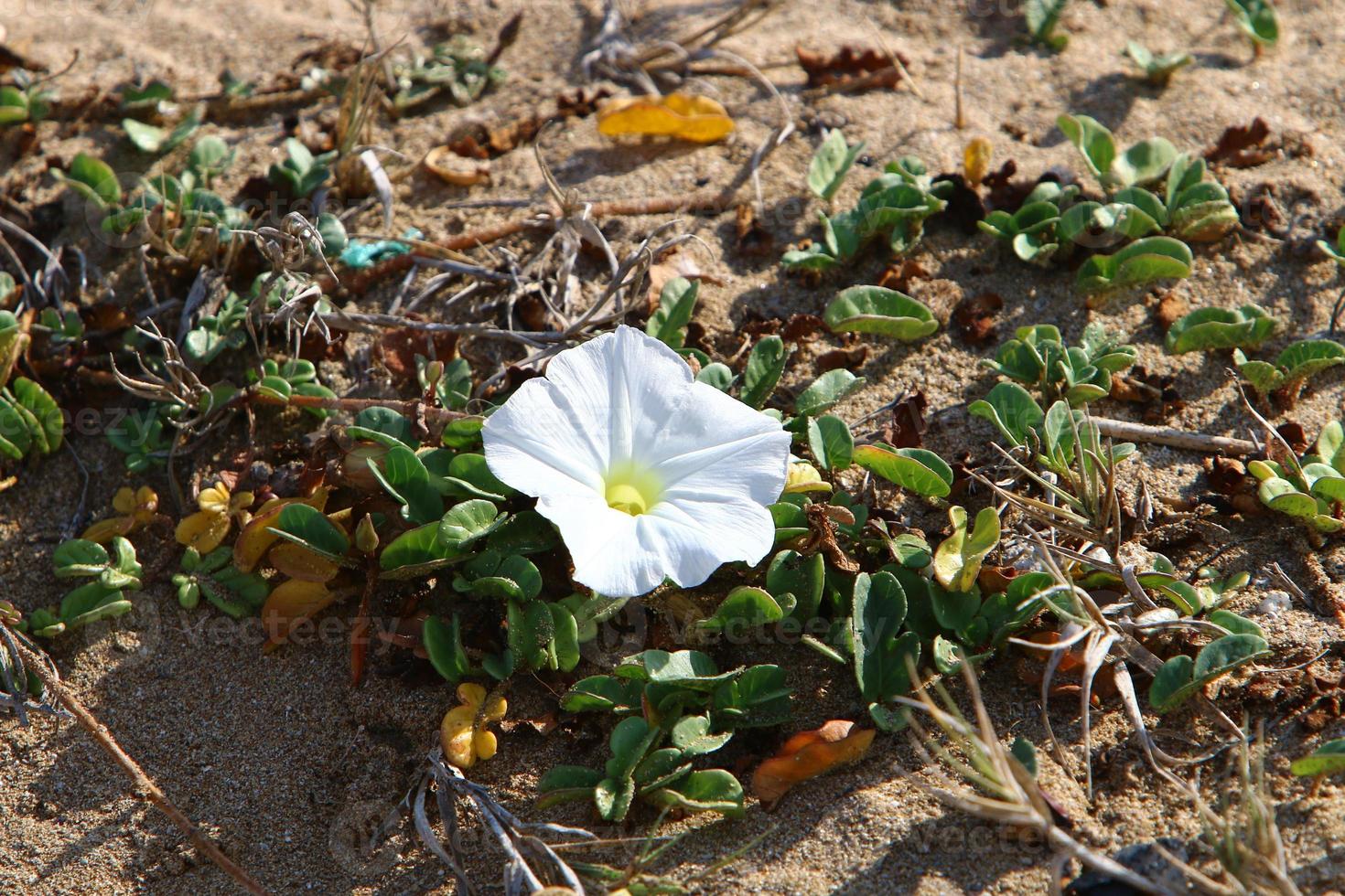 sommarblommor i en stadspark i norra israel. foto