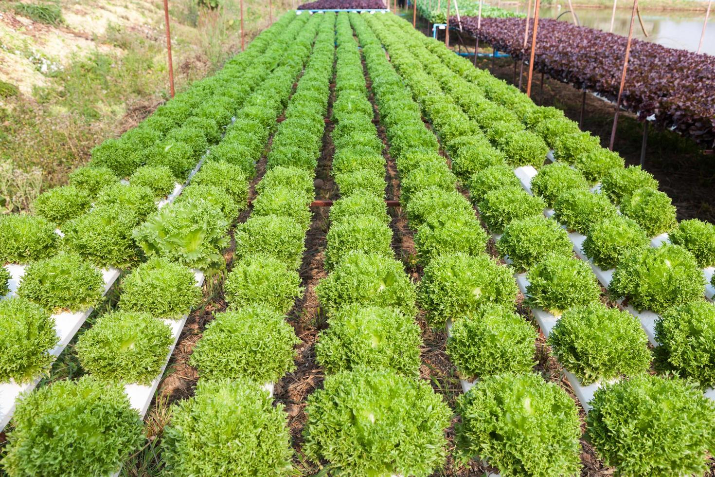 organisk hydroponic grönsaksträdgård foto