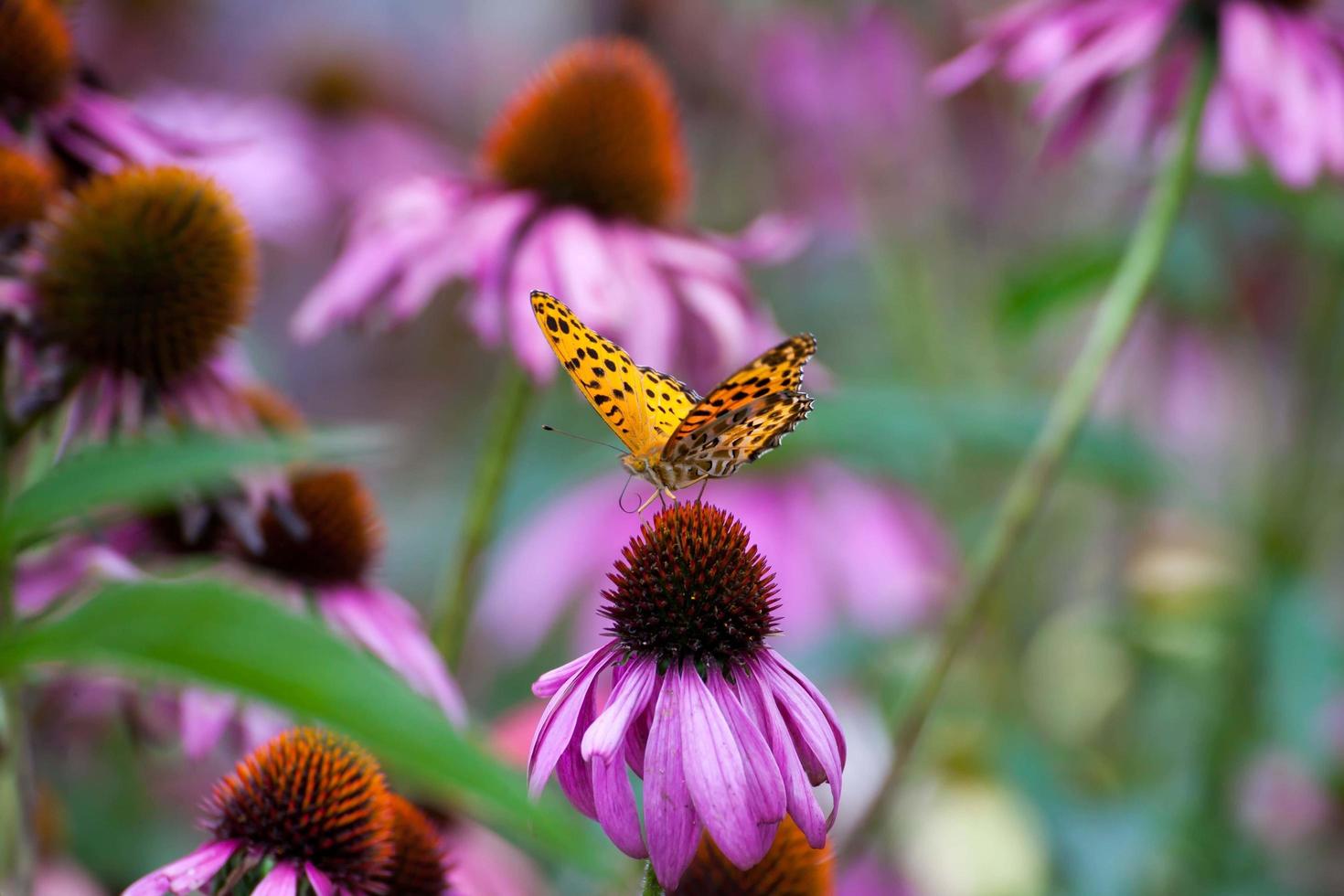 monark fjäril på coneflowers foto