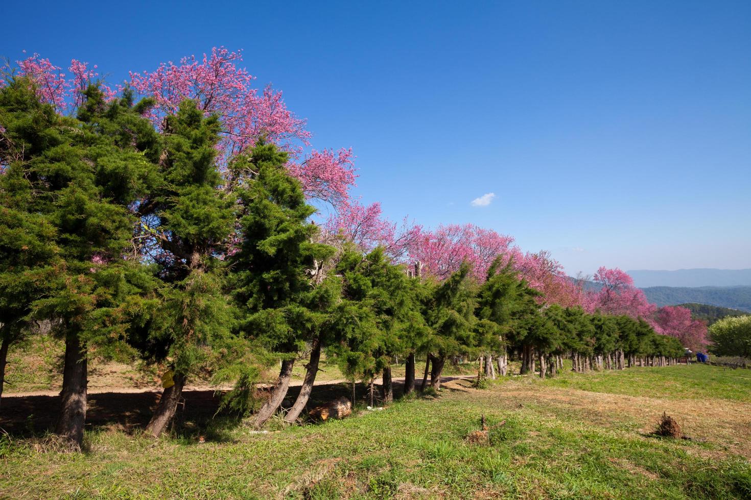 körsbärsblomningsväg i khun wang chiangmai, thailand. foto